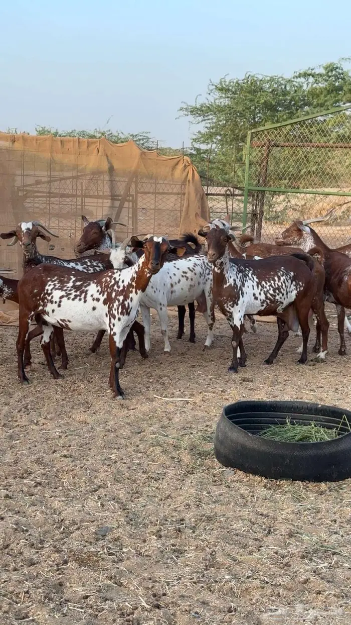 معزا محايليه وشح ومرخ دفيع 4