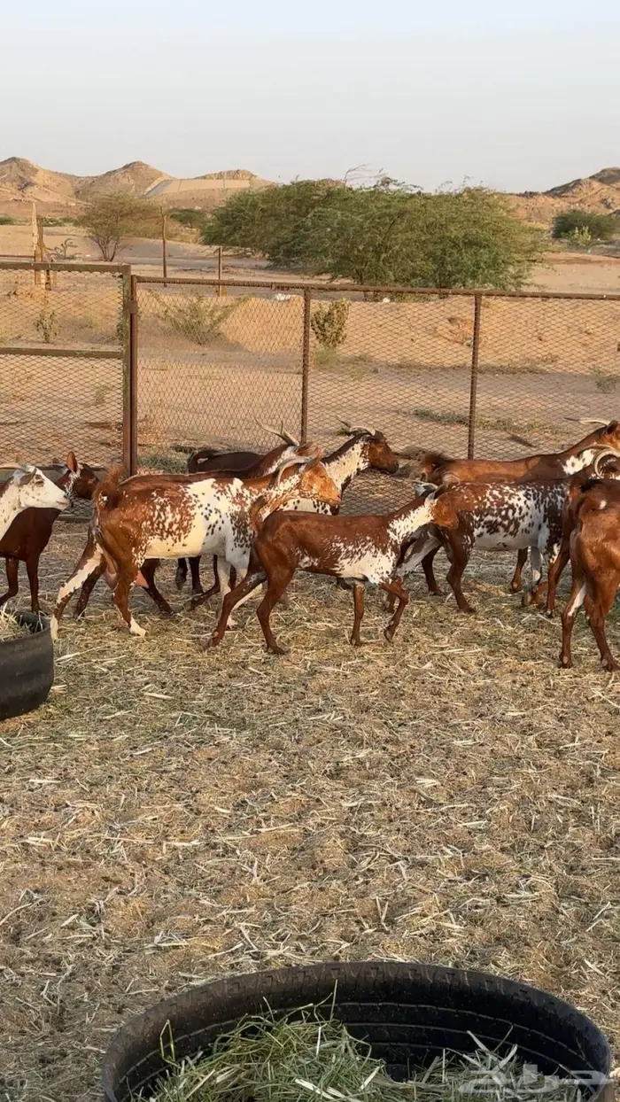 معزا محايليه وشح ومرخ دفيع 8