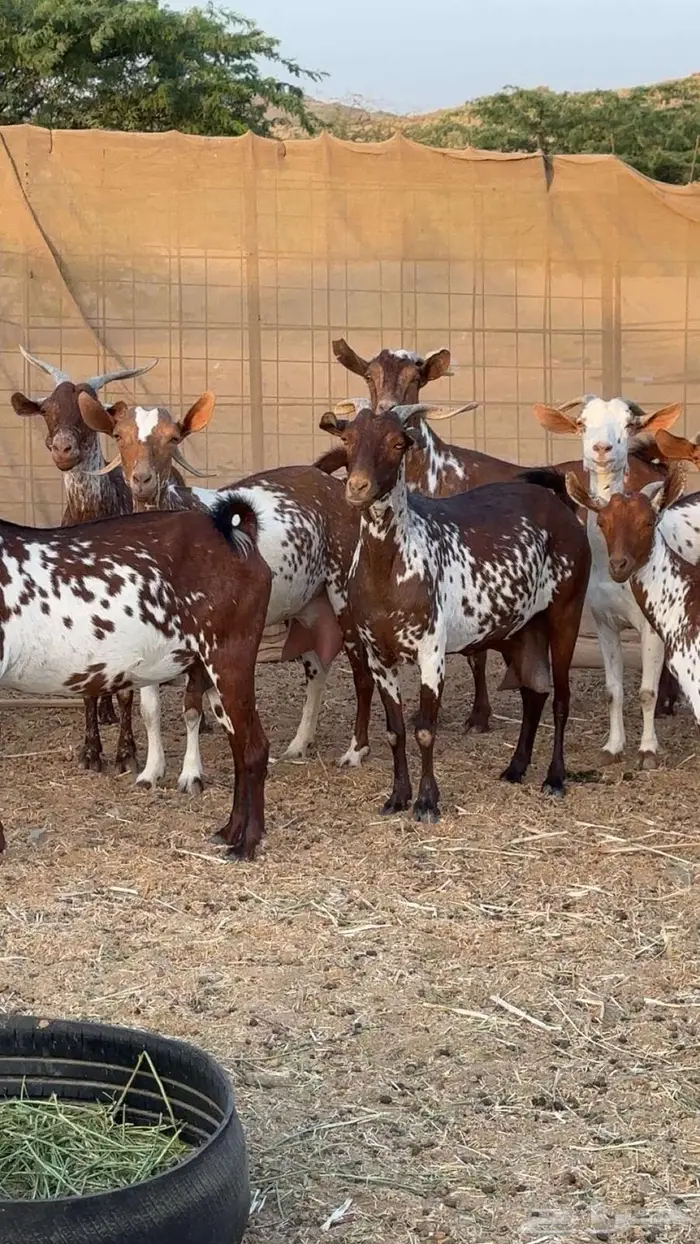 معزا محايليه وشح ومرخ دفيع 3