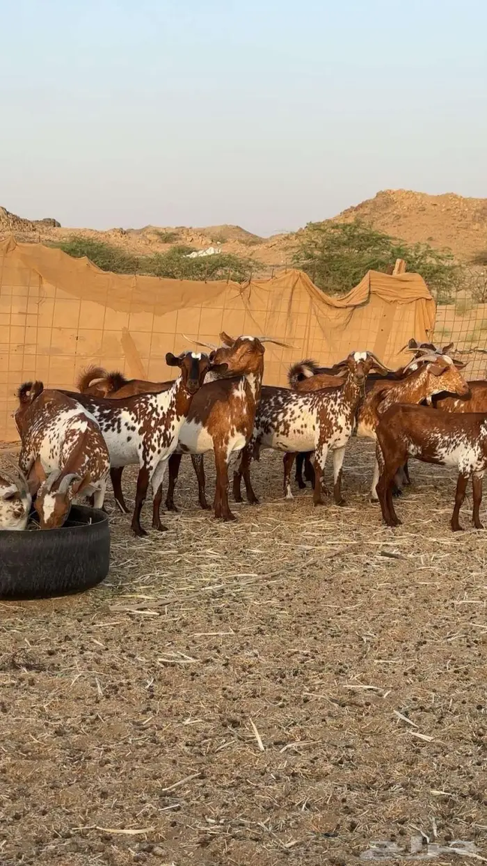 معزا محايليه وشح ومرخ دفيع 2