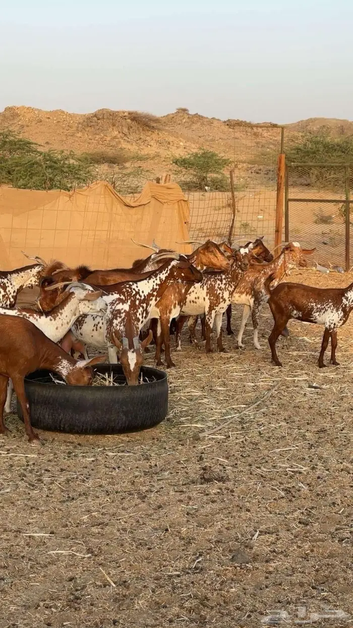 معزا محايليه وشح ومرخ دفيع 1
