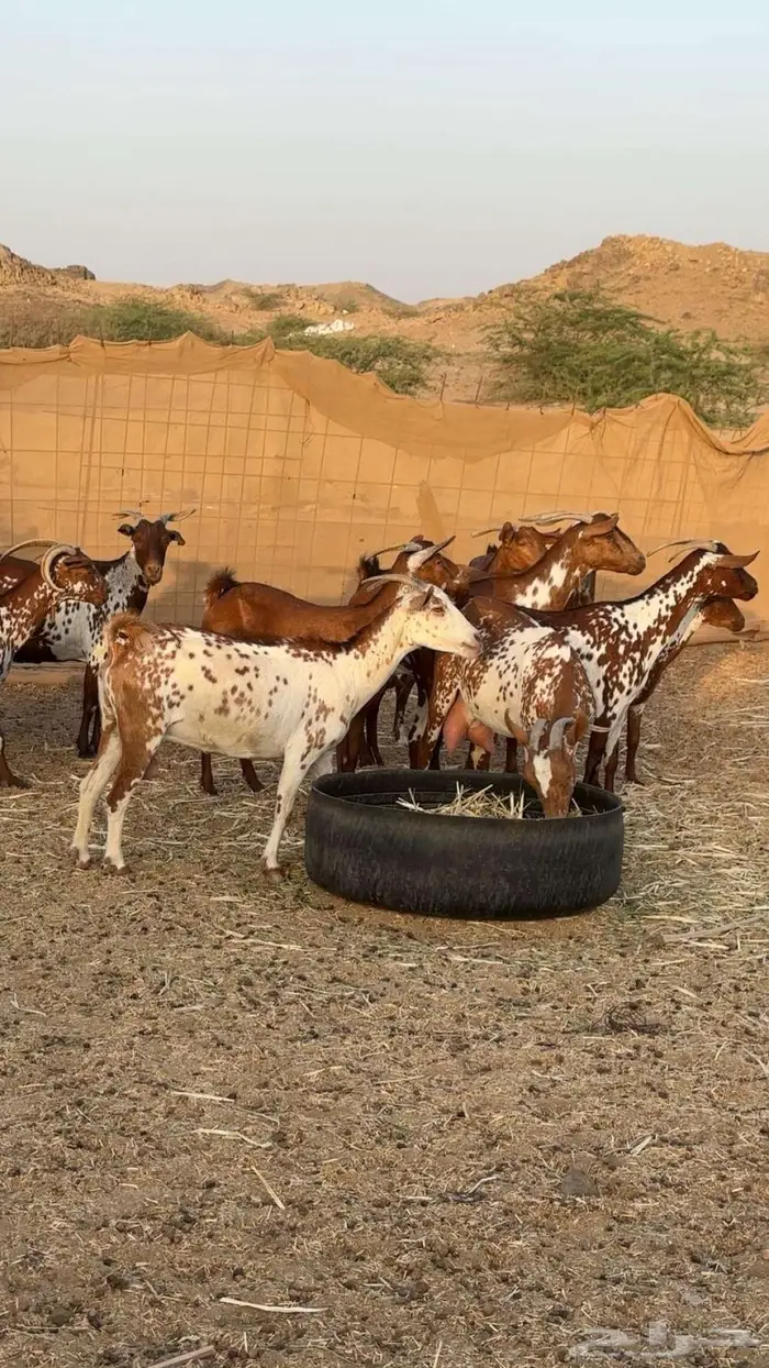 معزا محايليه وشح ومرخ دفيع 0