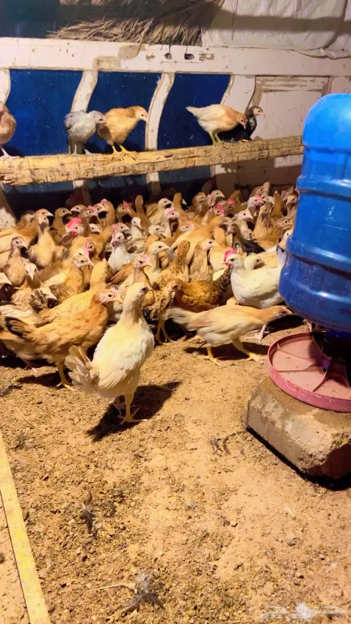 دجاج بلدي فواتح للبيع 8