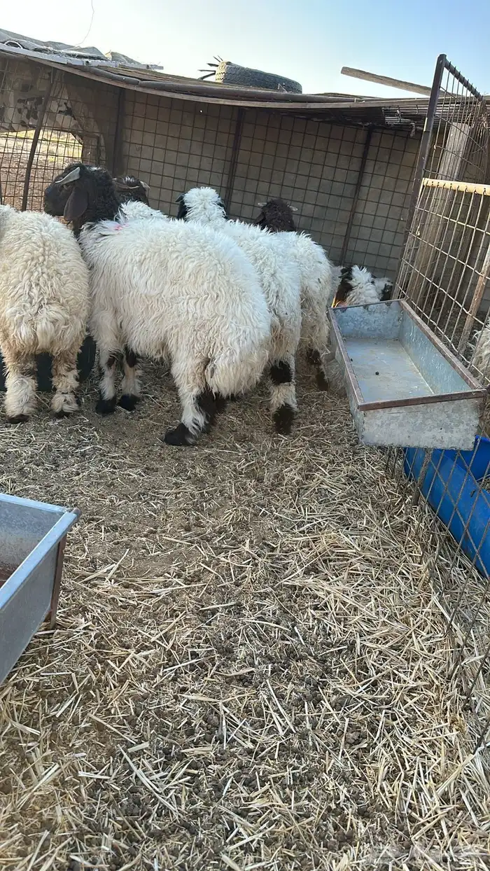 ذبايح نعيم بلدي طيبه بريات 1