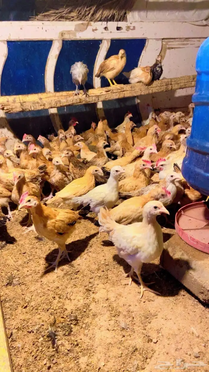 دجاج بلدي فواتح للبيع 5