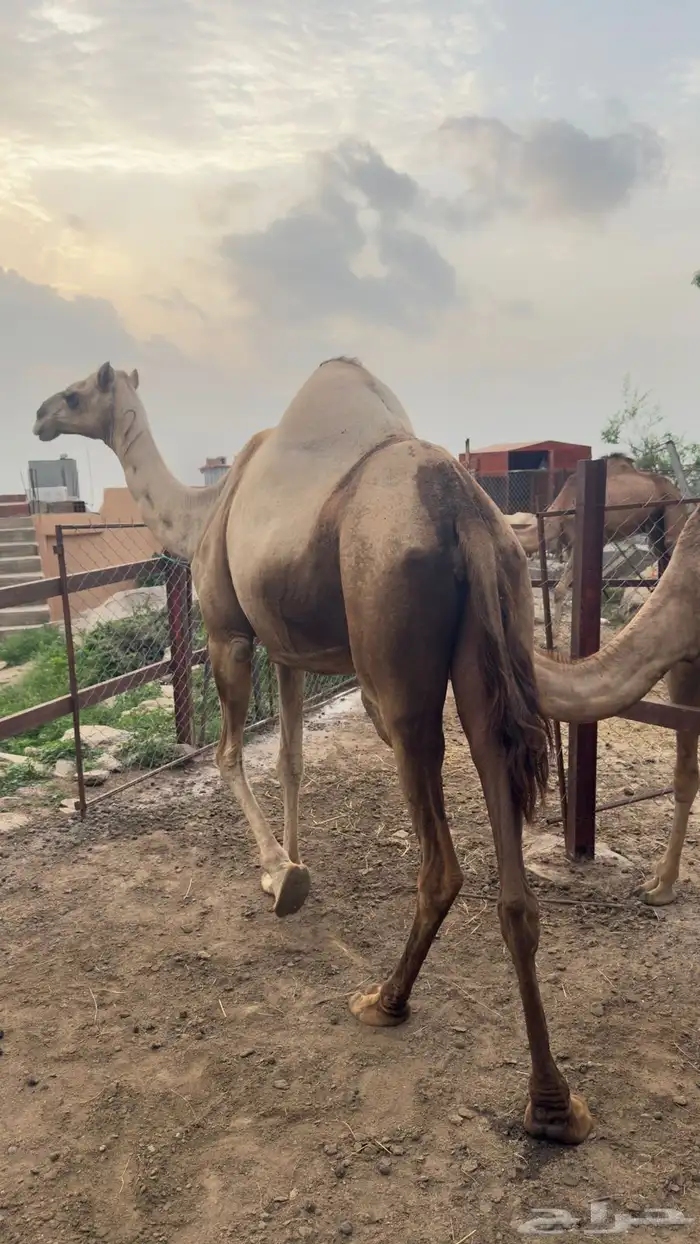 ناقه عاديه للبيع 6