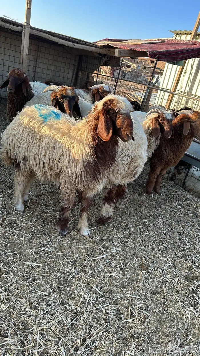 ذبايح نعيم بلدي طيبه بريات 0