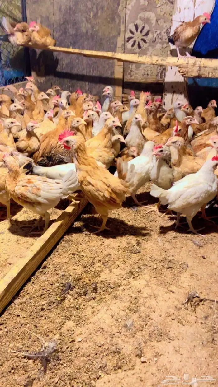 دجاج بلدي فواتح للبيع 3