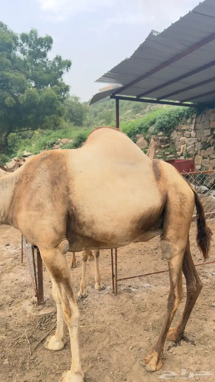 ناقه عاديه للبيع 4