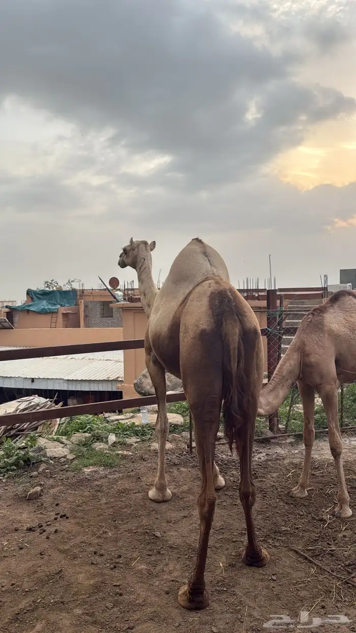 ناقه عاديه للبيع 3