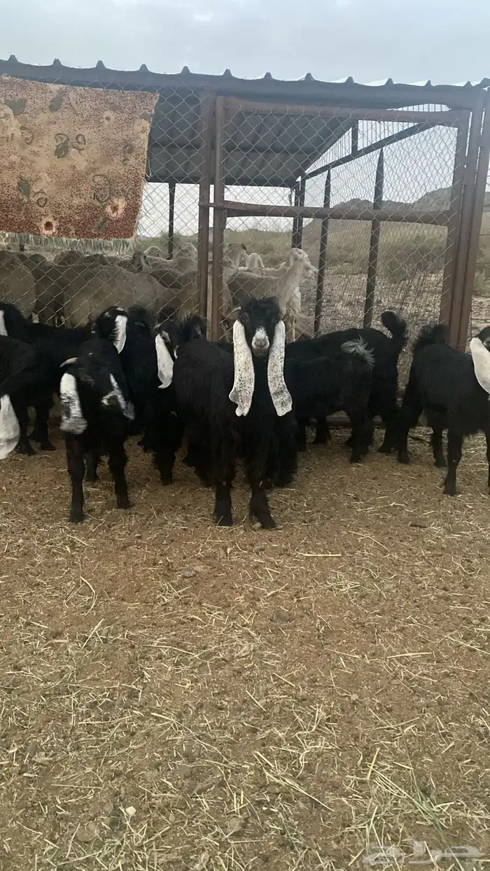 جفرات عوارض صنف الصنف معها تيس العدد 9 1