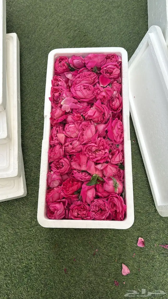 ورد طائفي 2