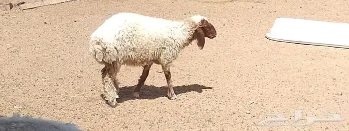 رخله سمين 15