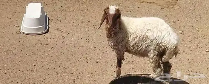 رخله سمين 9