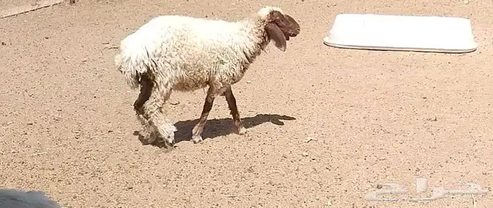 رخله سمين 11