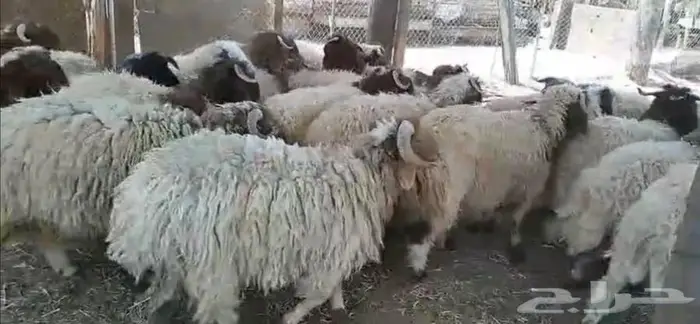 جذعان نعيم 1
