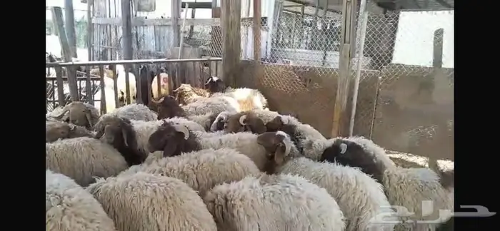 جذعان نعيم 5