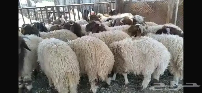 جذعان نعيم 4