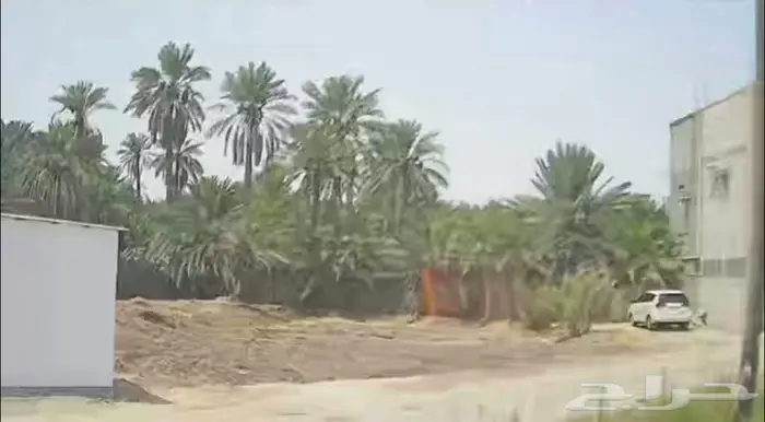 مزرعة للإيجار في قرية القرين الاحساء 2
