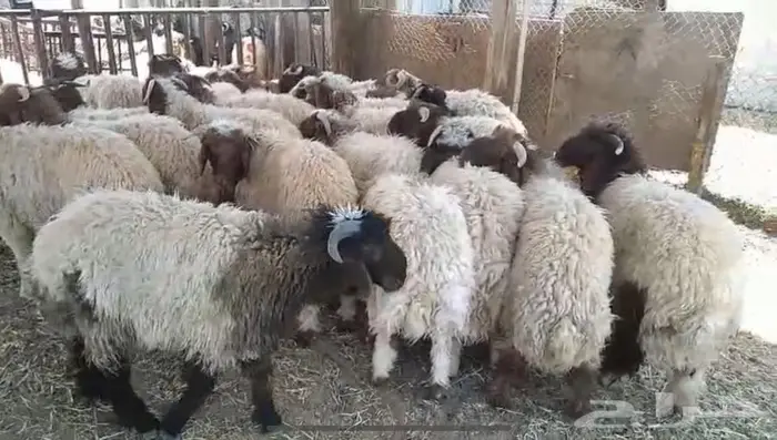 جذعان نعيم 0