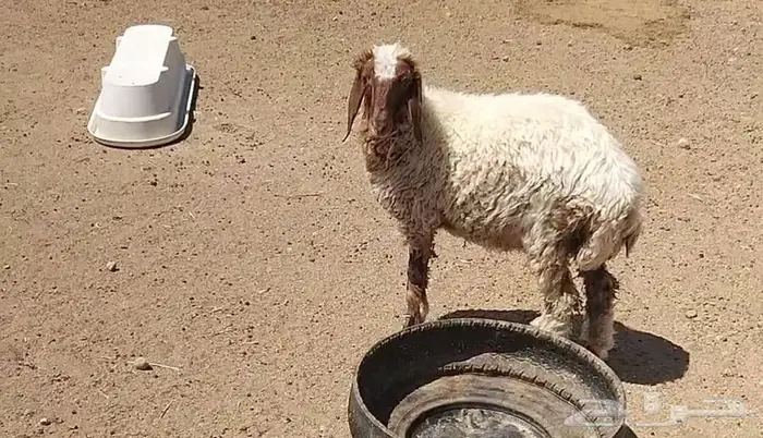 رخله سمين 10