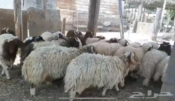 جذعان نعيم 3