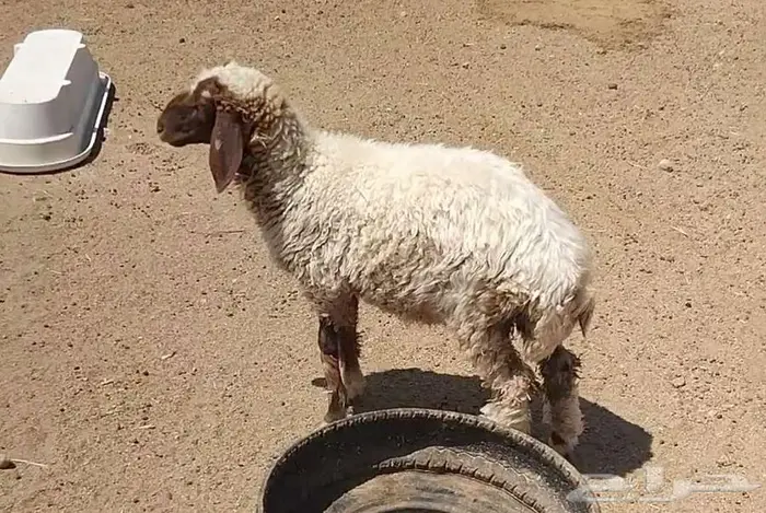 رخله سمين 8