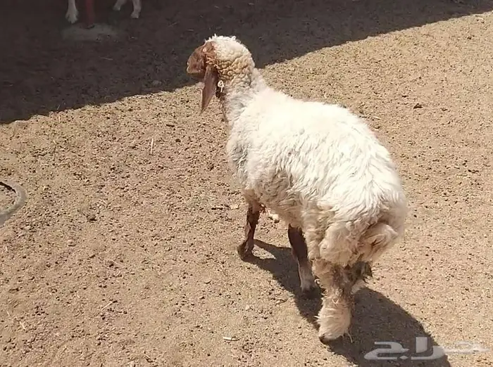 رخله سمين 0