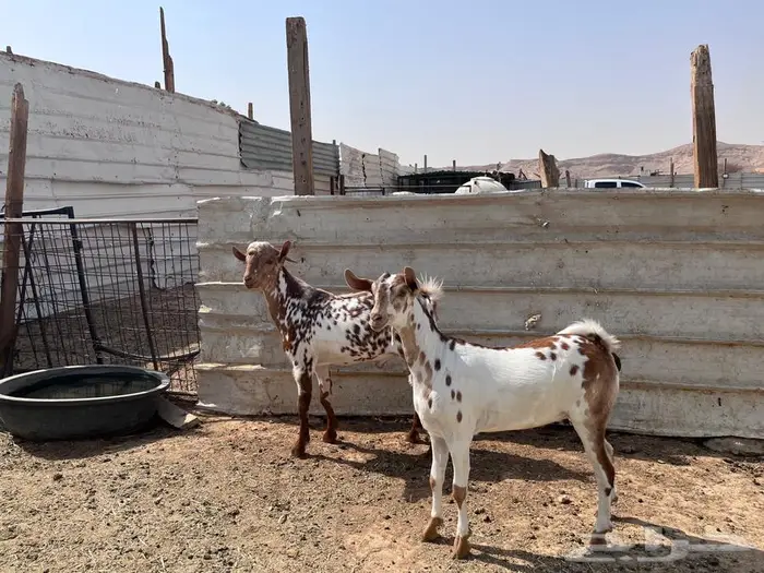 تيس وجفره جنوبيه- تم البيعع 0