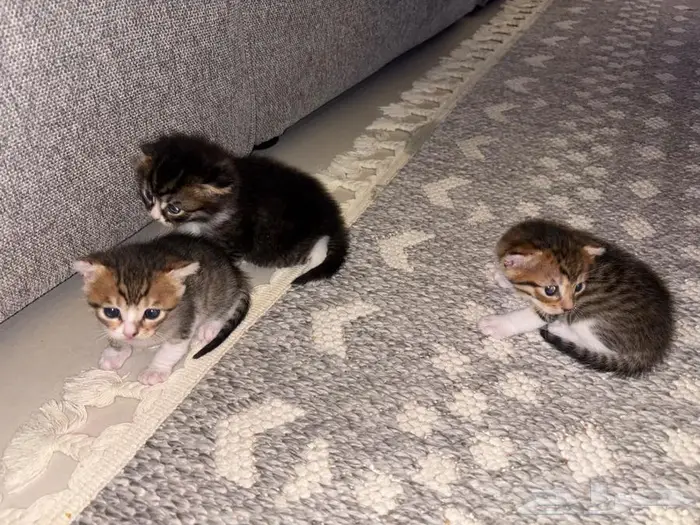 بكج قطط للبيع شيرازي صغار لعوبين 1