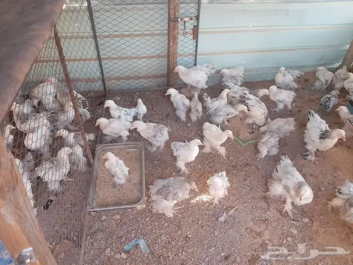 دجاج براهما كلومبي للبيع 1