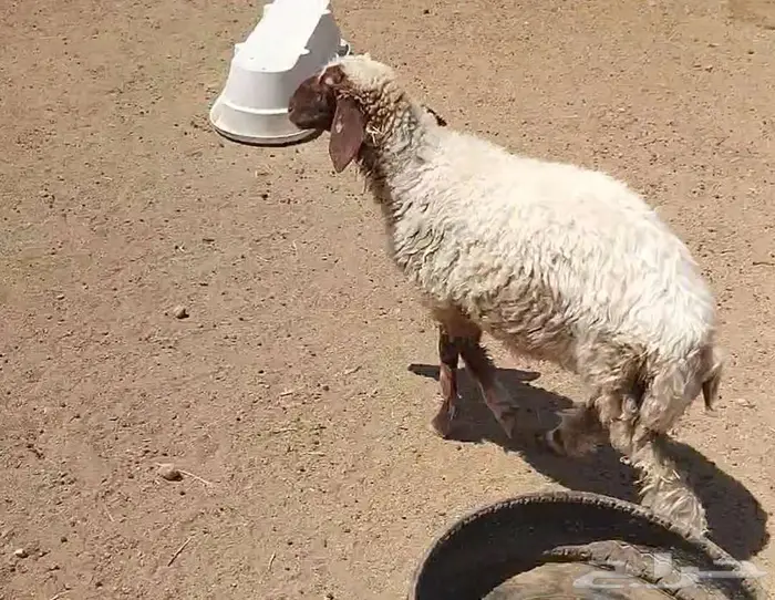 رخله سمين 6