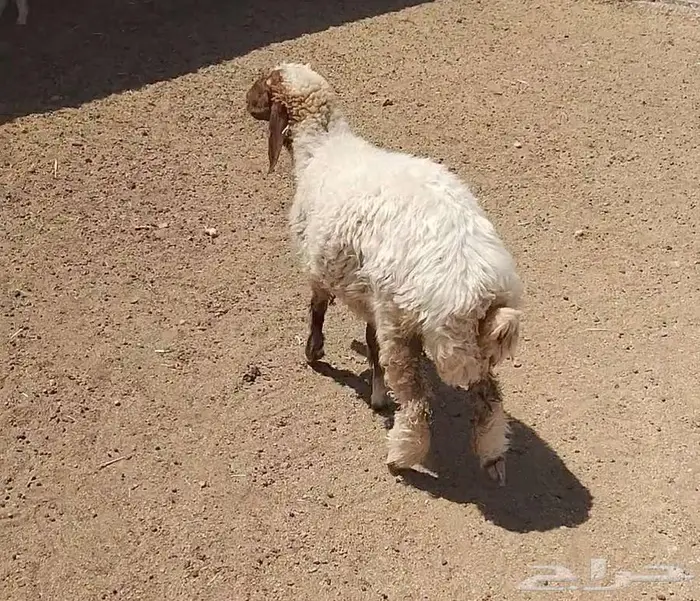 رخله سمين 5