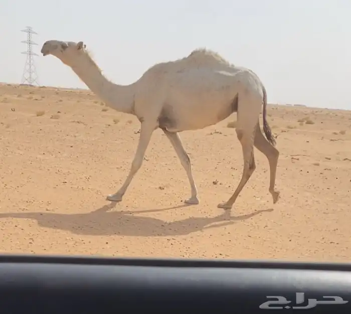 للبيع القحه كفووو سنها جذعه 0