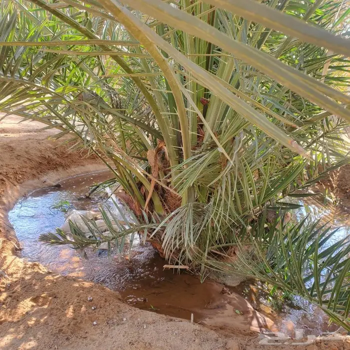 نخل من القصيم 1