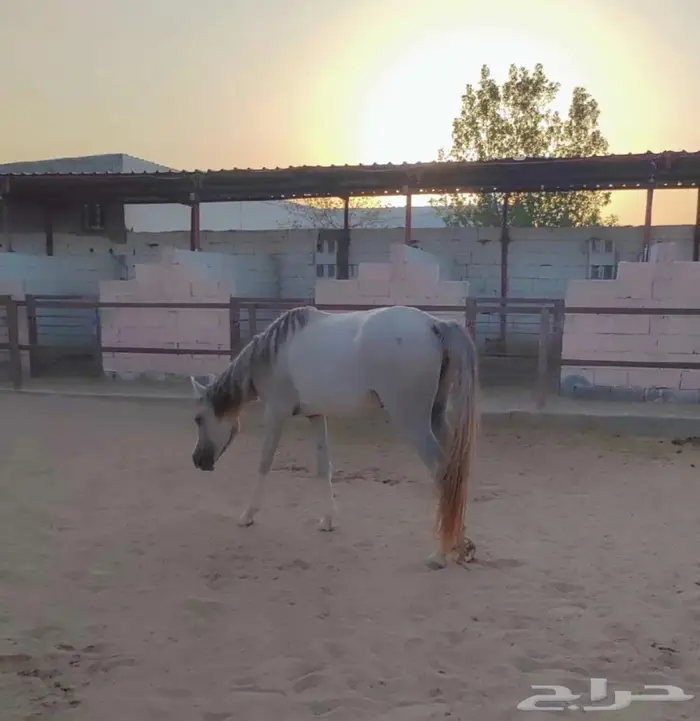 إيواء خيل 0