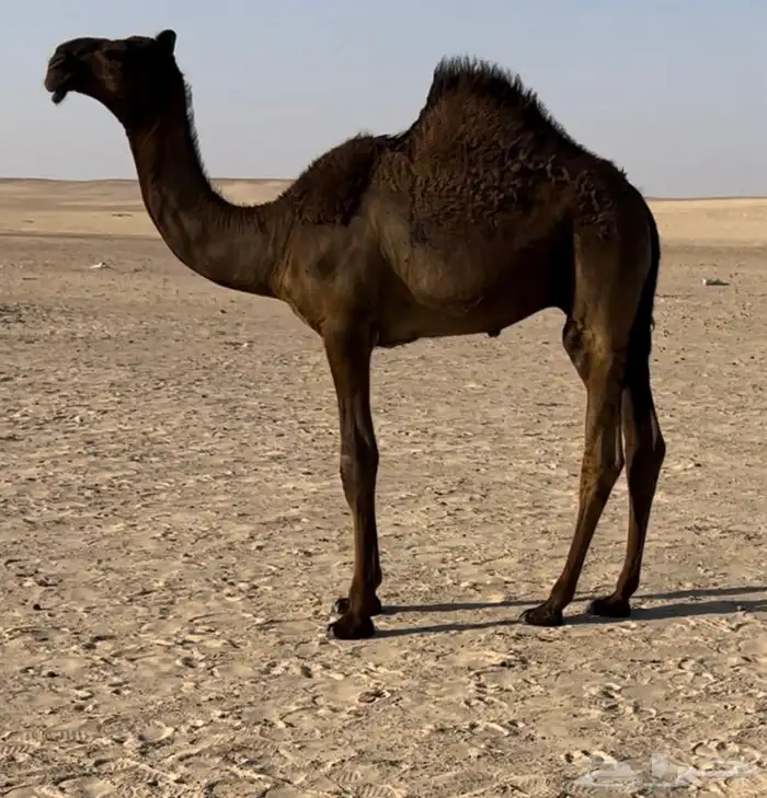 قعود مفرود زيين جدا قعود انتاج مجهم كفو 0