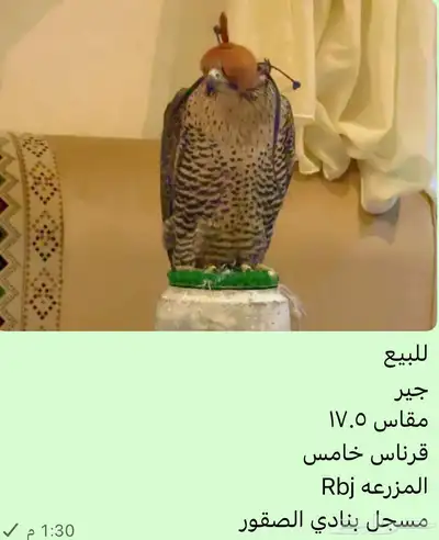 للبيع طير جير شاهين 0