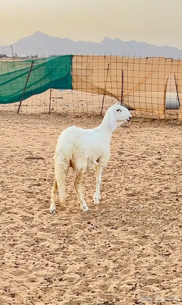 رخل سواكن ابيض 0