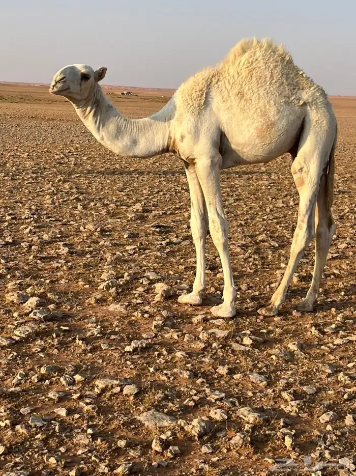 قعود قصب على حليب 1