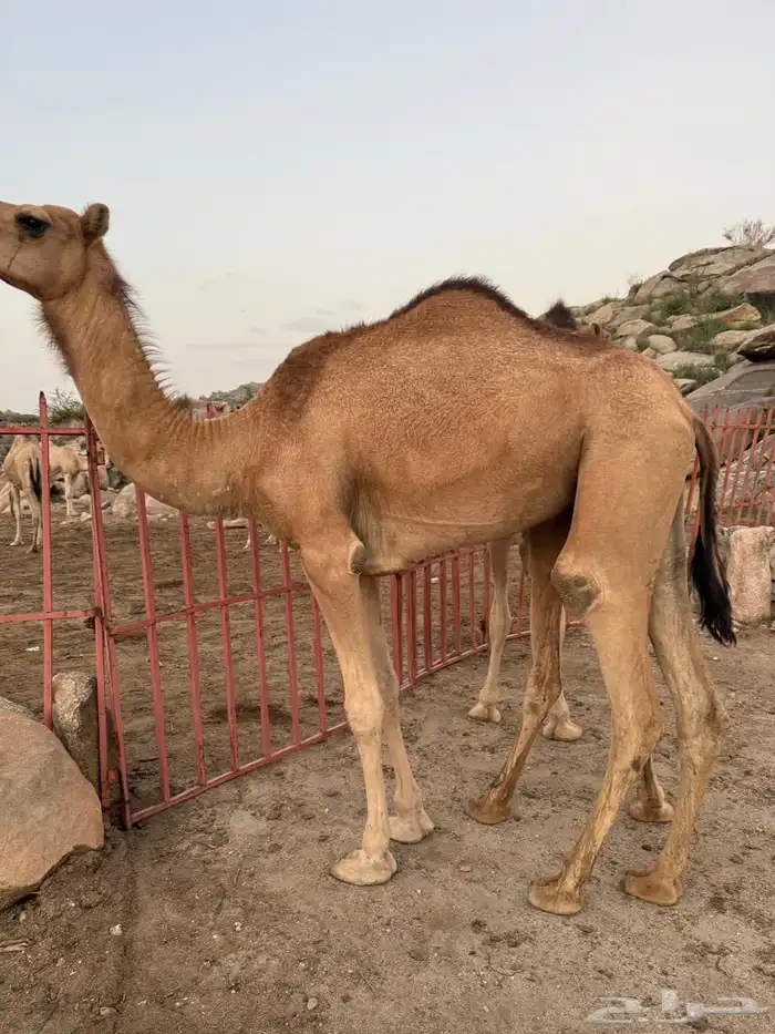 بكار ابل 2