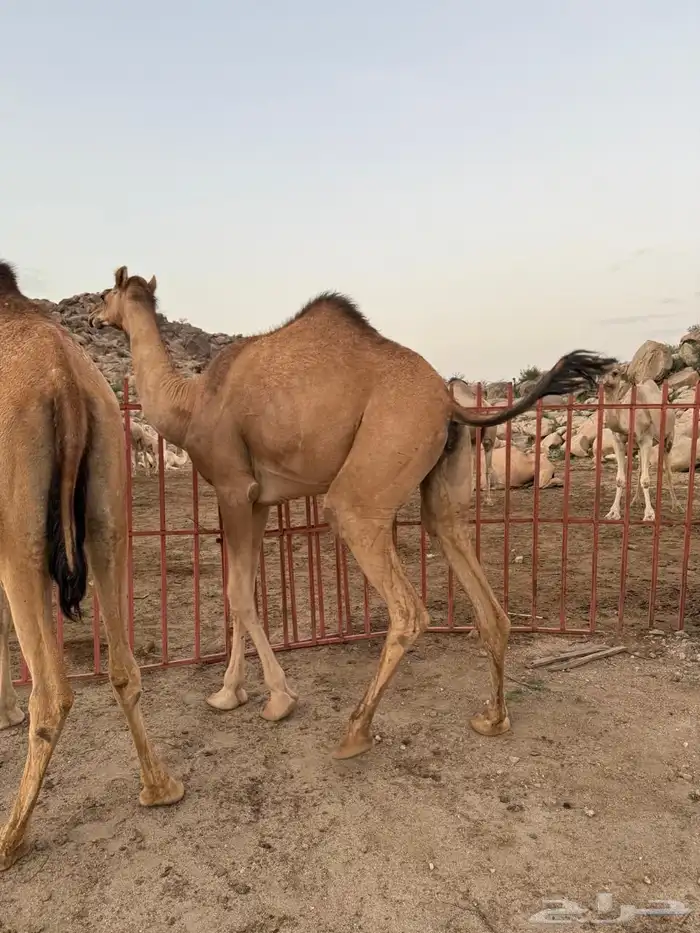 بكار ابل 0