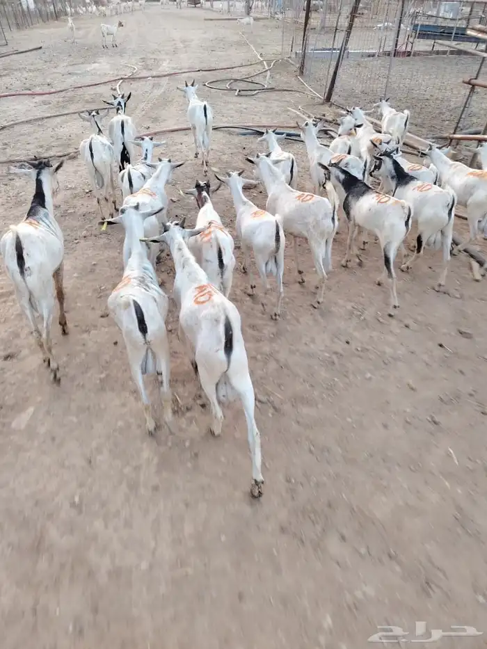 تيوس مستورده للجمله والتفريد 3