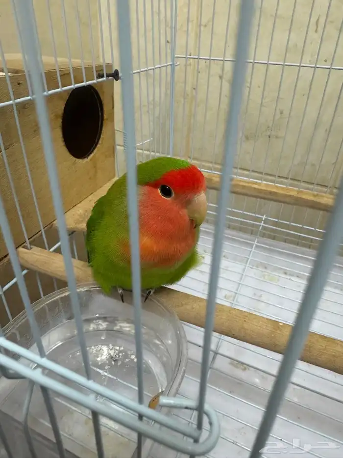 طير نوع روز منتج 0