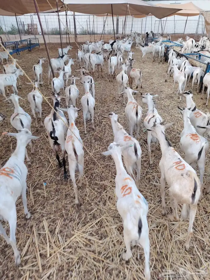 تيوس مستورده للجمله والتفريد 2