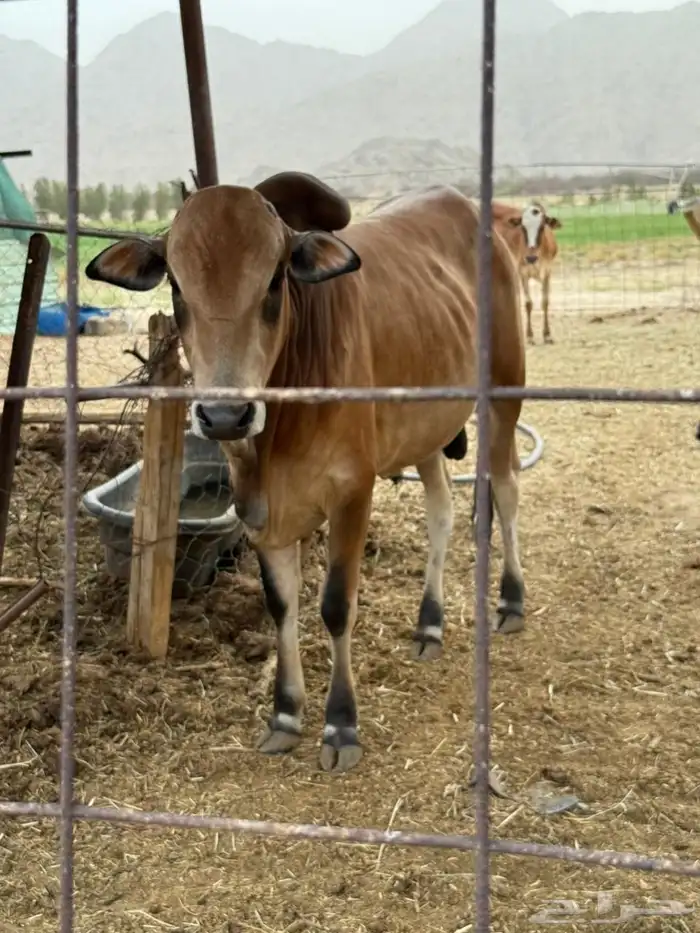 3 حسلان بلدي 0