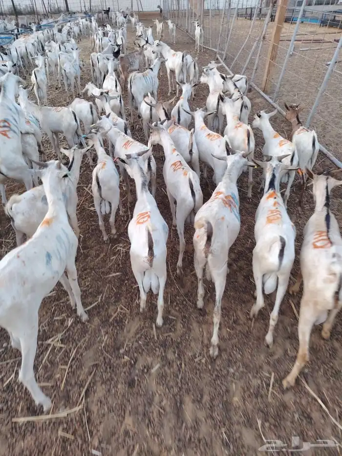 تيوس مستورده للجمله والتفريد 1