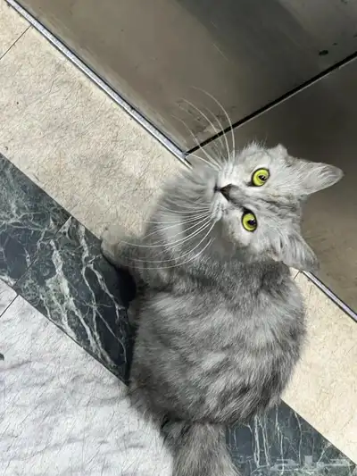 cat for adoption 0