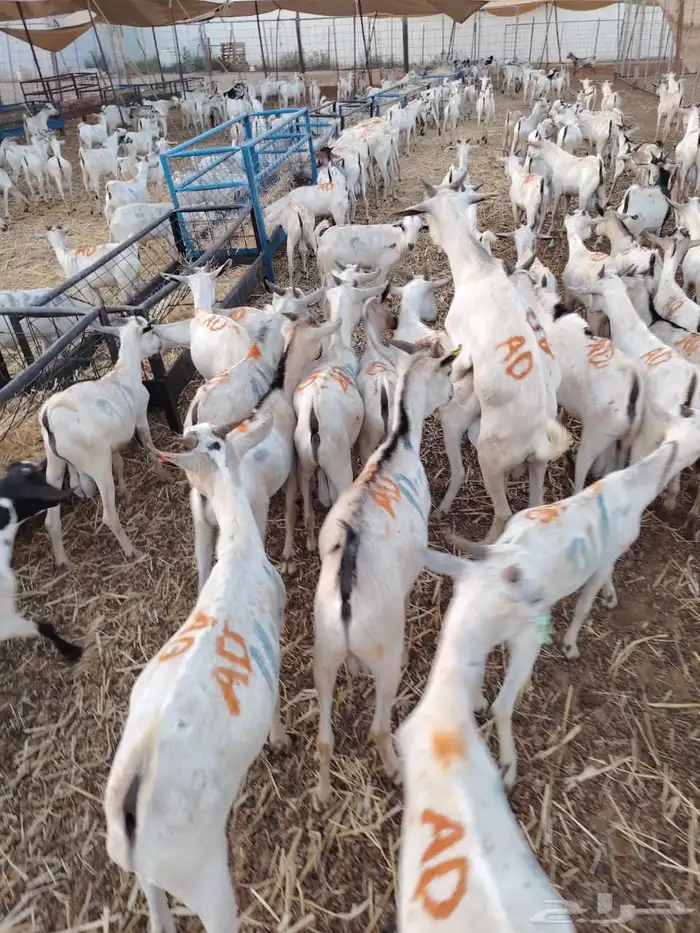 تيوس مستورده للجمله والتفريد 0