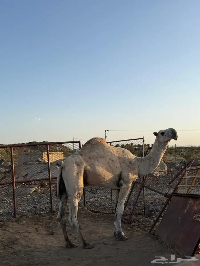 بعير للبيع مشروط 0
